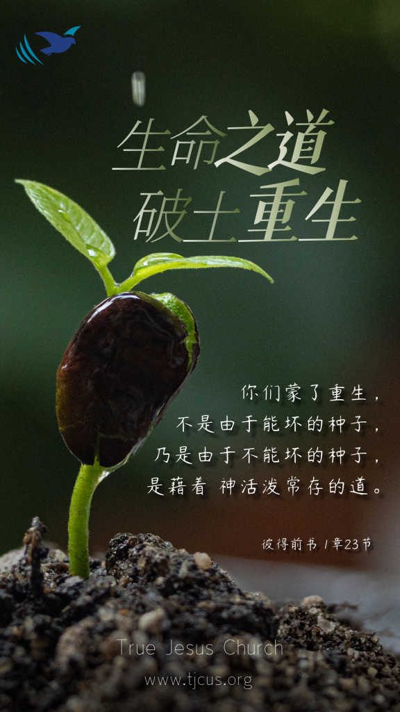 你们蒙了重生，不是由于能坏的种子